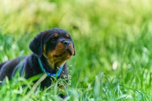 Rottweiler dog price in India