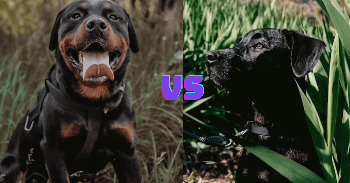 Rottweiler vs Labrador