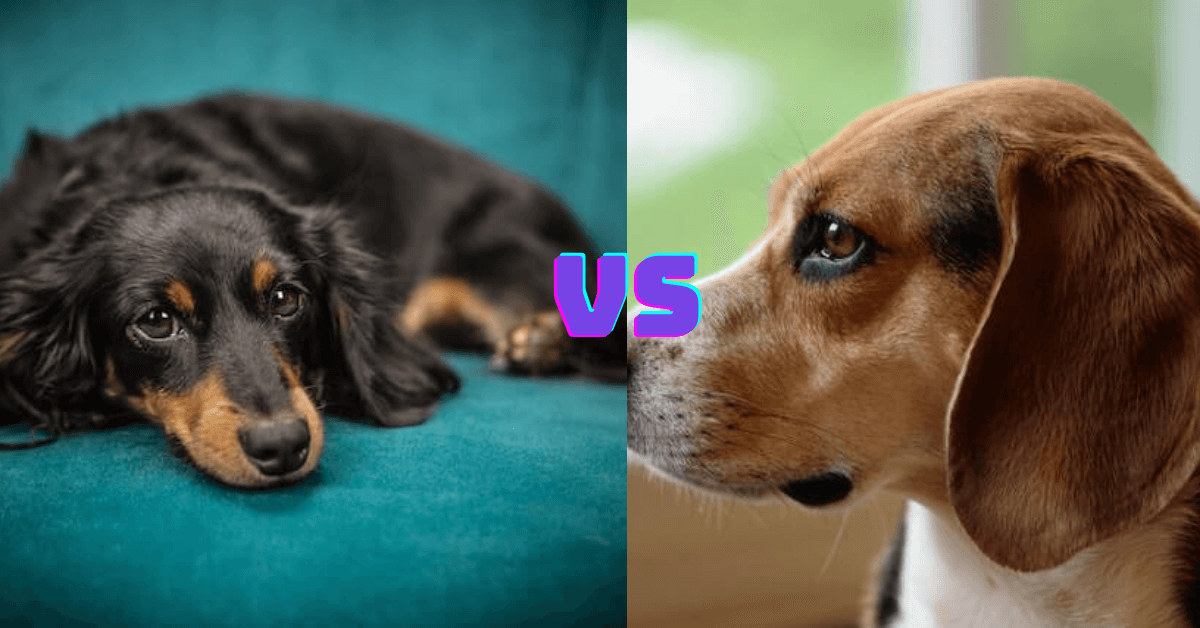 Dachshund vs Beagle