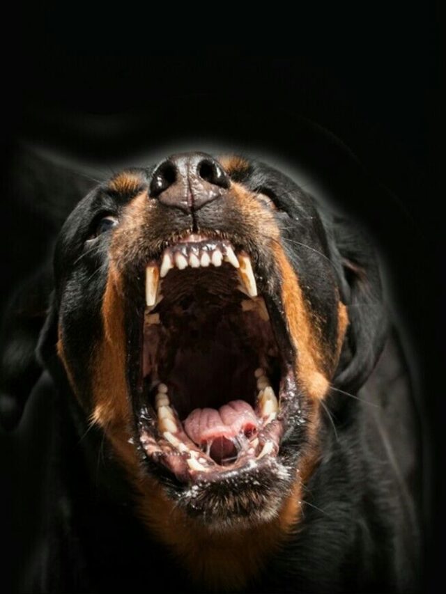 10 Dogs with Strongest Bite Force