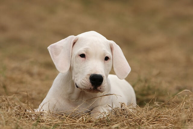 Dogo Argentino puppy in India