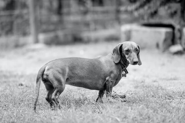 Why are Dachshunds So Long?