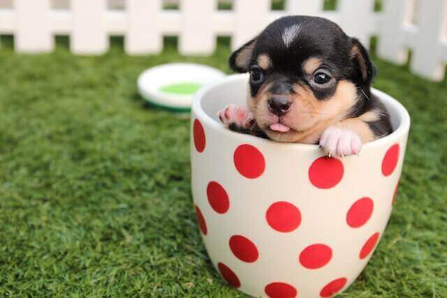 Cup Chihuahua Puppy