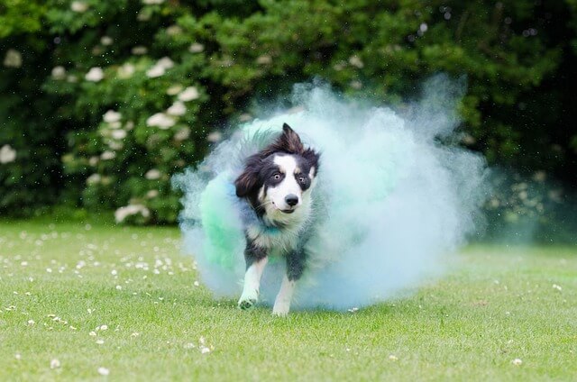 Border Collie Playing