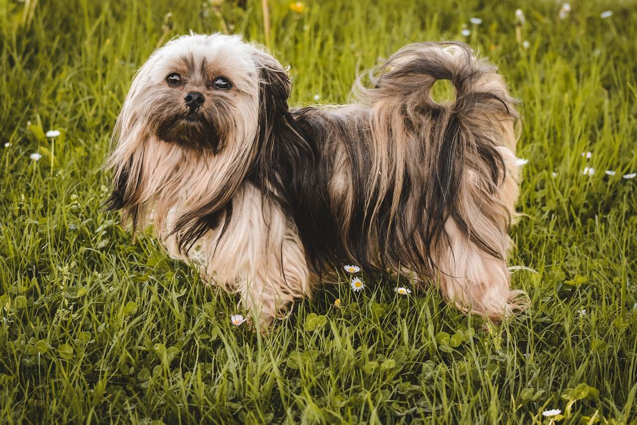 why Shih Tzu are the worst dogs
