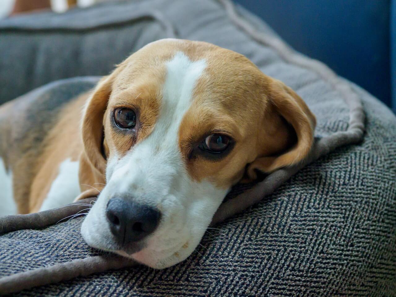 Why Beagles are the Worst Dogs?