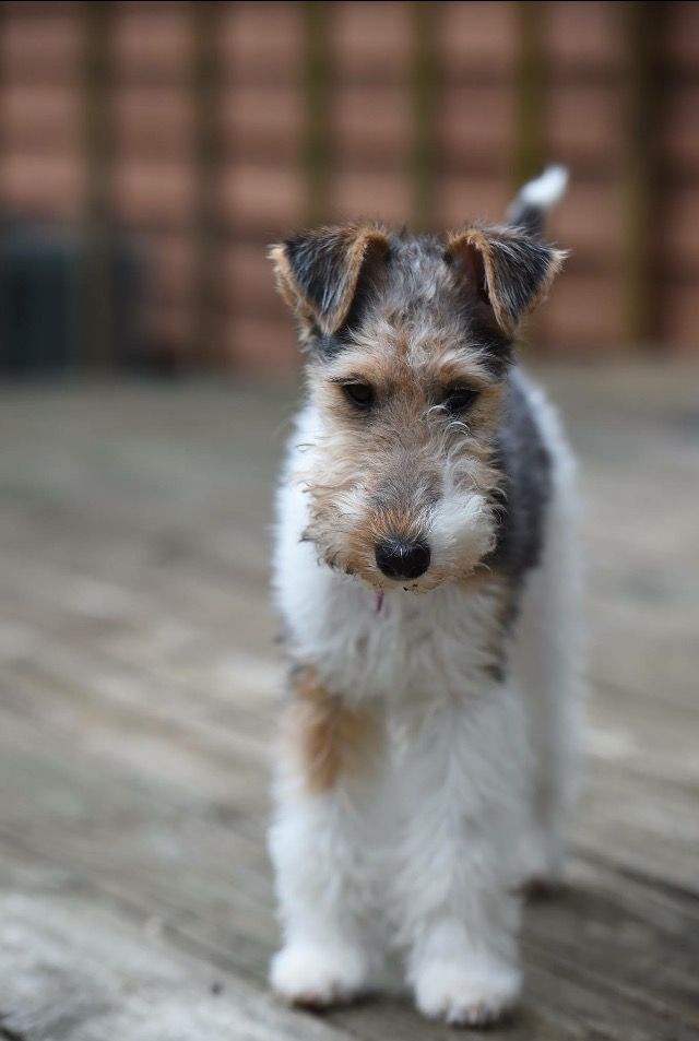 Wire Fox Terrier Price In India