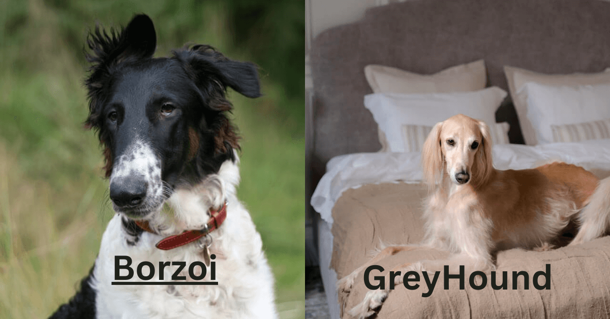Borzoi vs Greyhound