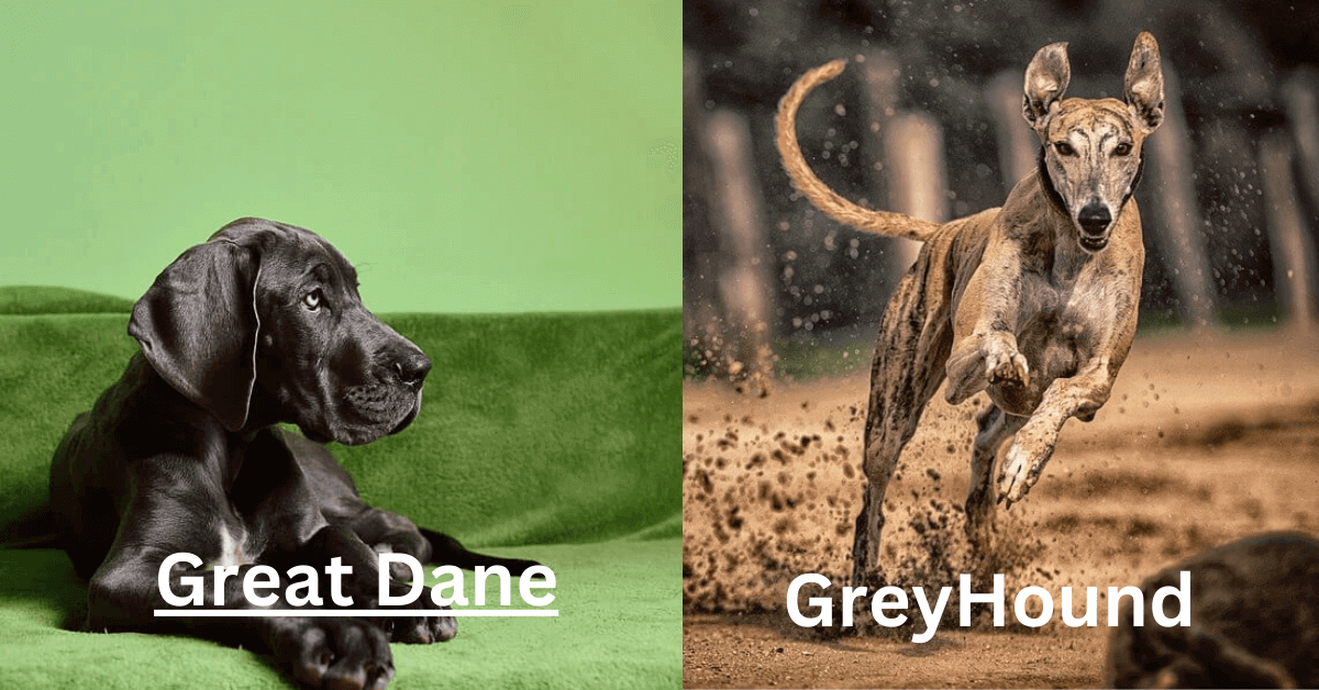 Great Dane vs Greyhound