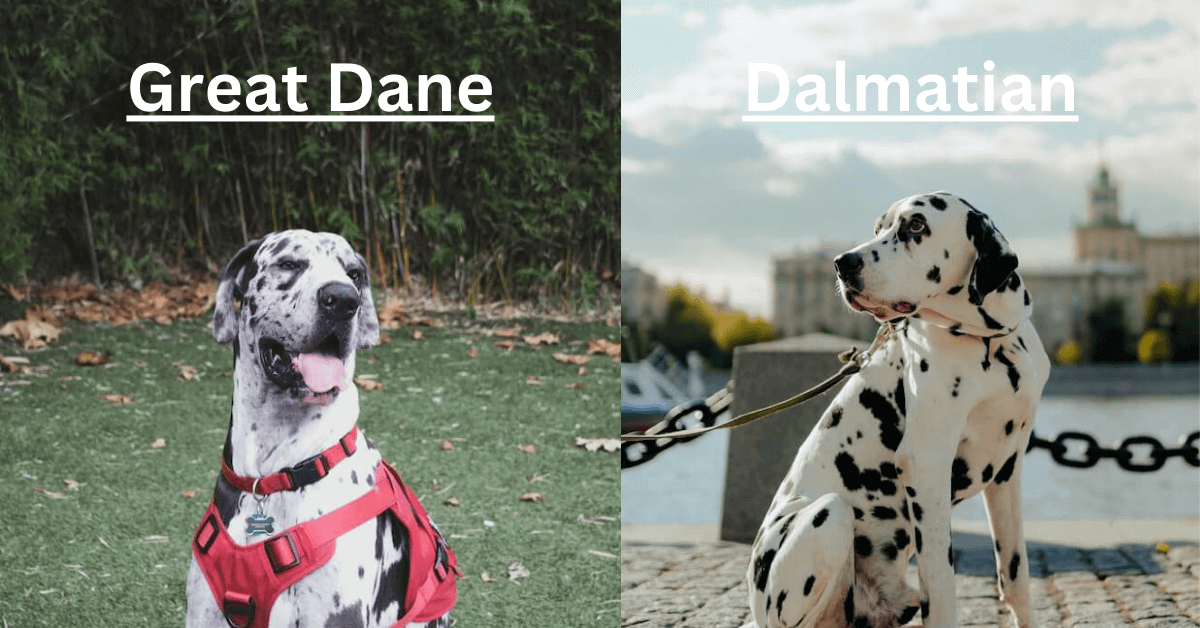 Great Dane vs Dalmatian