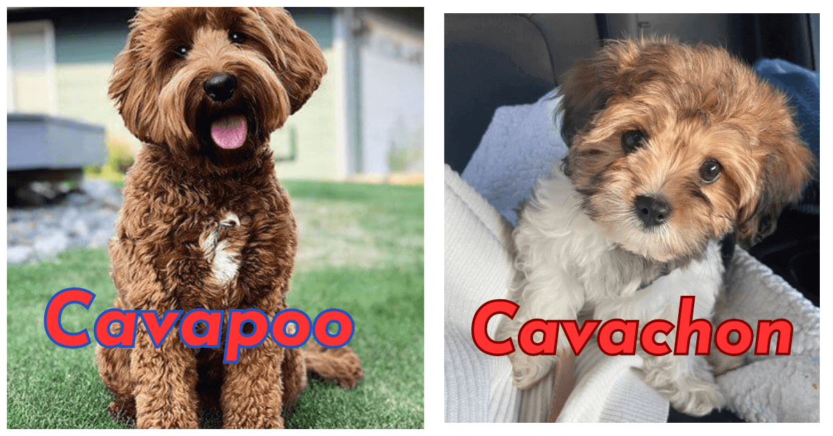 Cavapoo vs Cavachon
