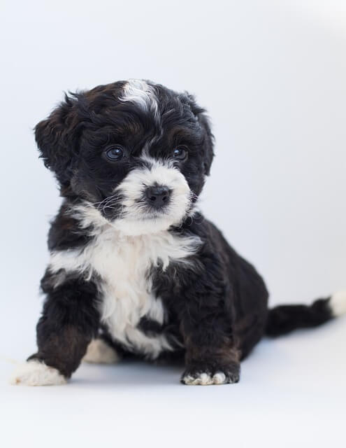 Bernedoodle Puppy Price in India
