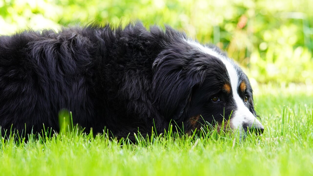 Are Bernese Mountain Dogs Hypoallergenic?