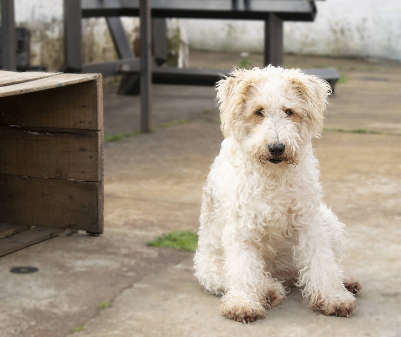Wire Fox Terrier Price In India