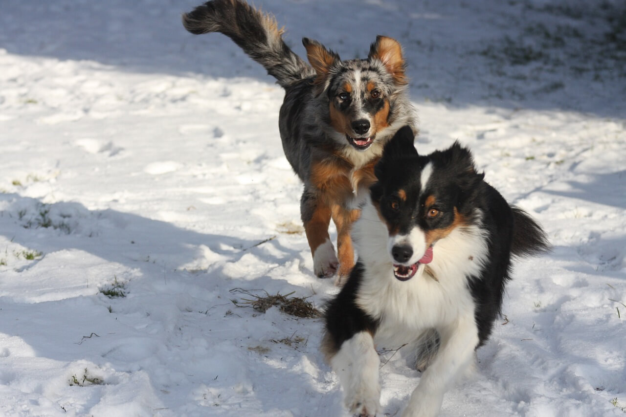 19 Reasons Why Australian Shepherds Are The Worst Dogs