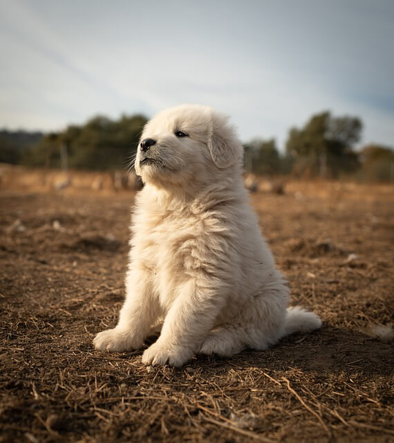 Great Pyrenees Puppy Price In India