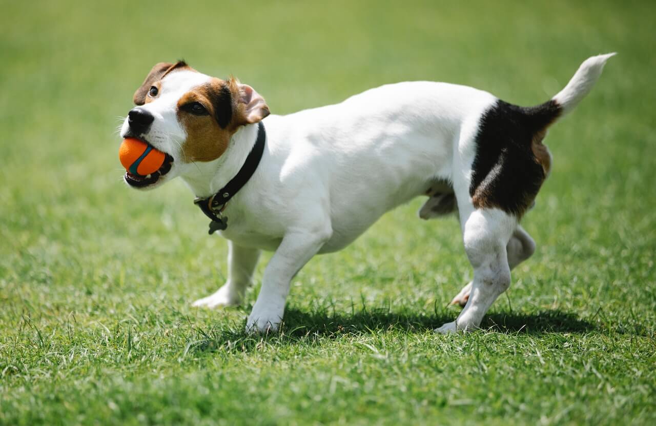 Jack Russell Terrier Price In India