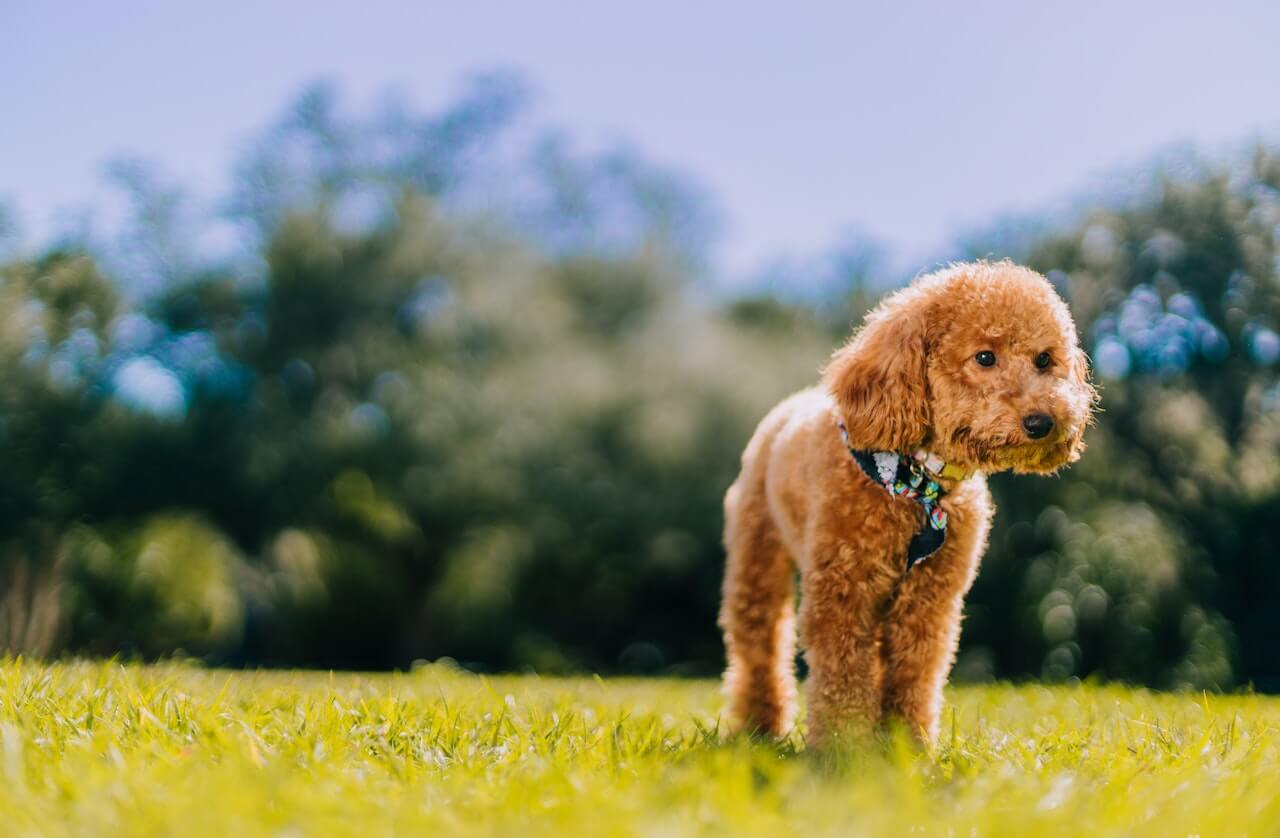 Toy Poodle Price In India