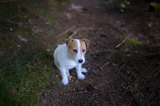 Jack Russell Terrier Puppy Price In India