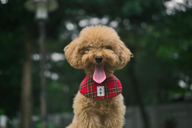 Toy Poodle Puppy Price in India