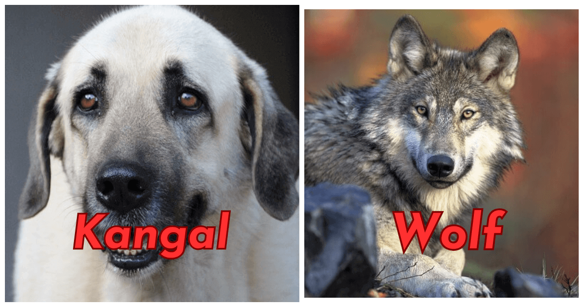 Kangal Vs Wolf: Can A Kangal Kill A Wolf? - Doggy Champ