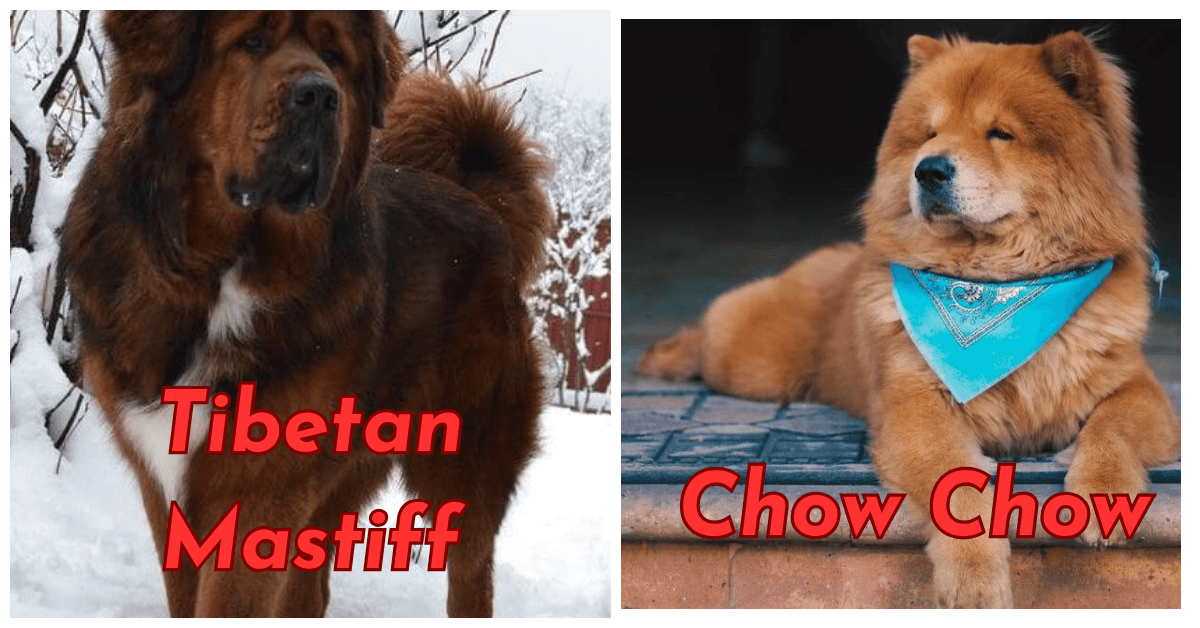 Tibetan Mastiff VS Chow Chow