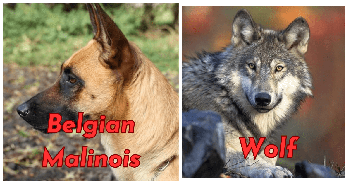 Can A Belgian Malinois Kill A Wolf