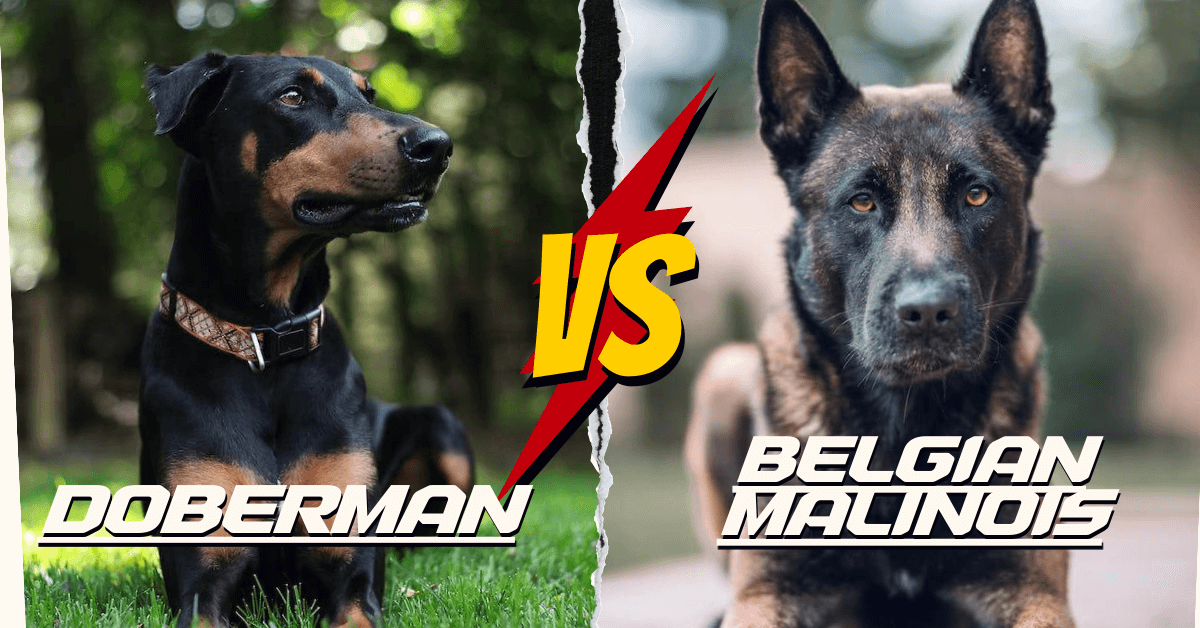 Doberman vs Belgian Malinois