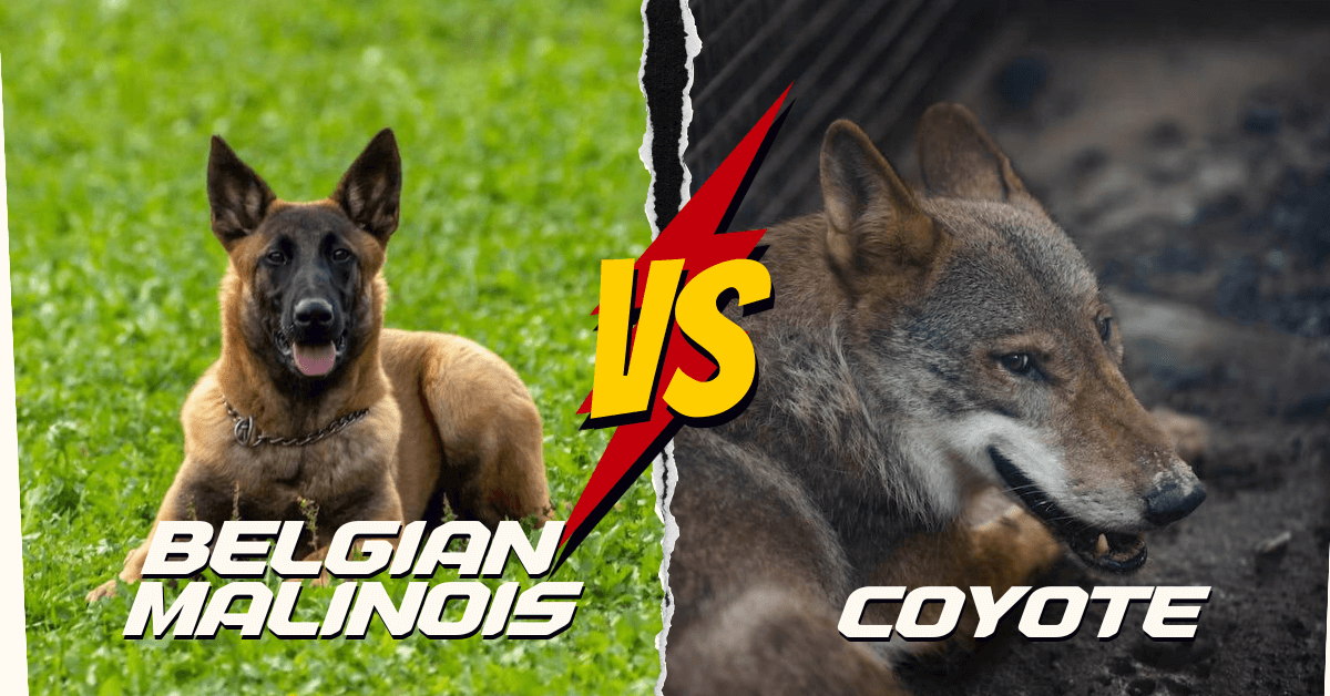 Belgian Malinois vs Coyote