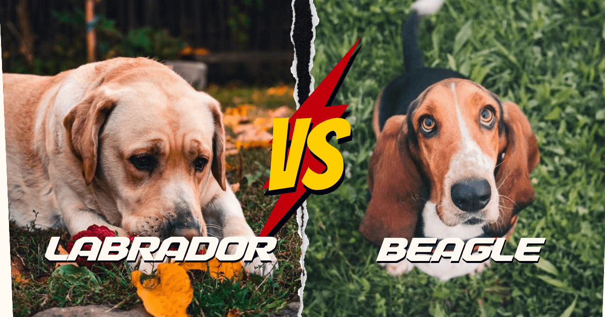 Labrador vs Beagle