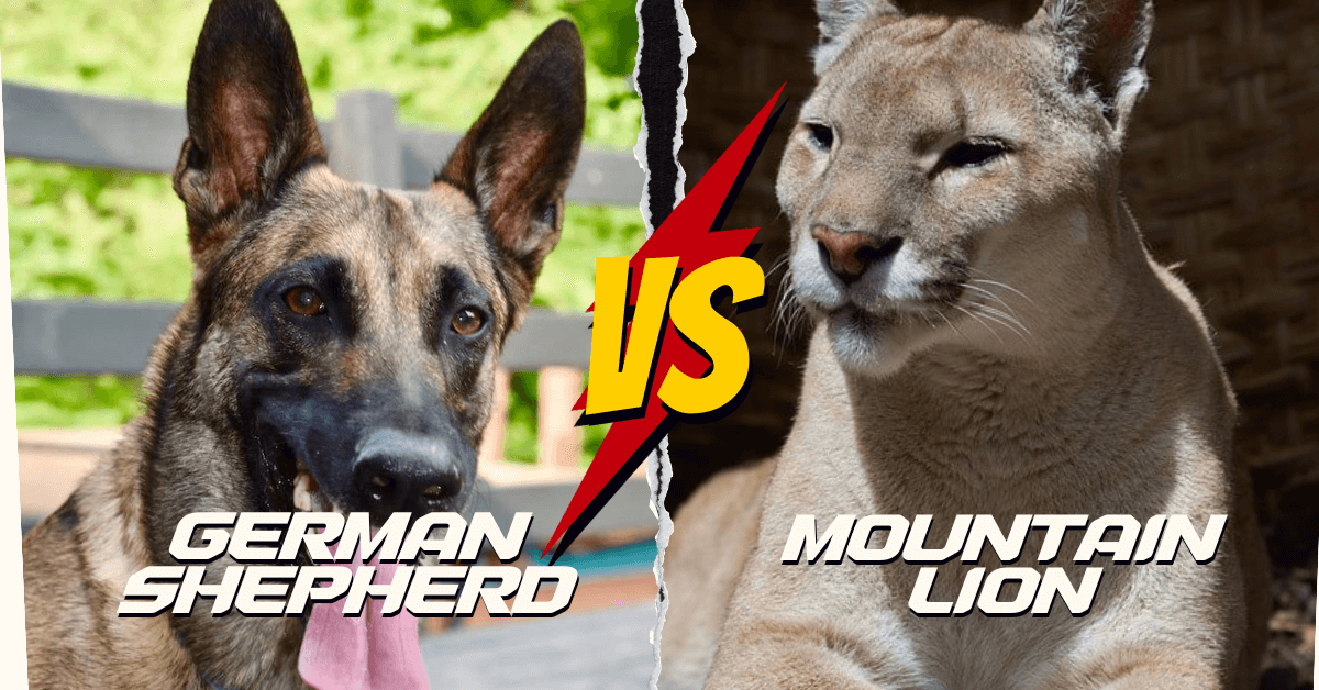 Can A German Shepherd Kill A Mountain Lion
