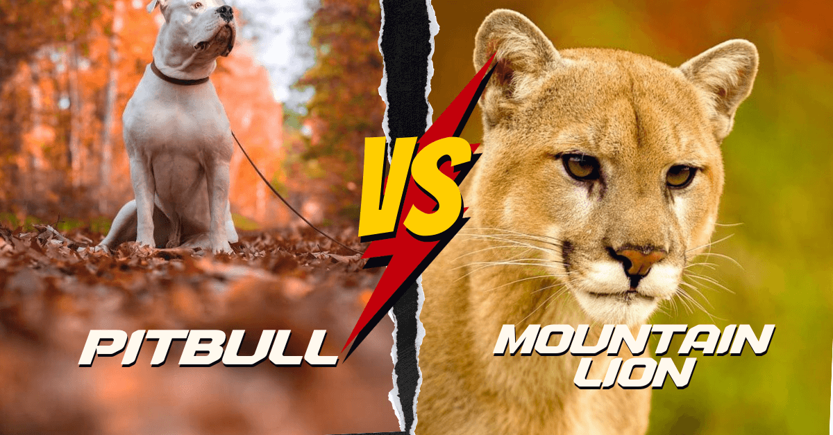 Can A Pitbull Kill A Mountain Lion