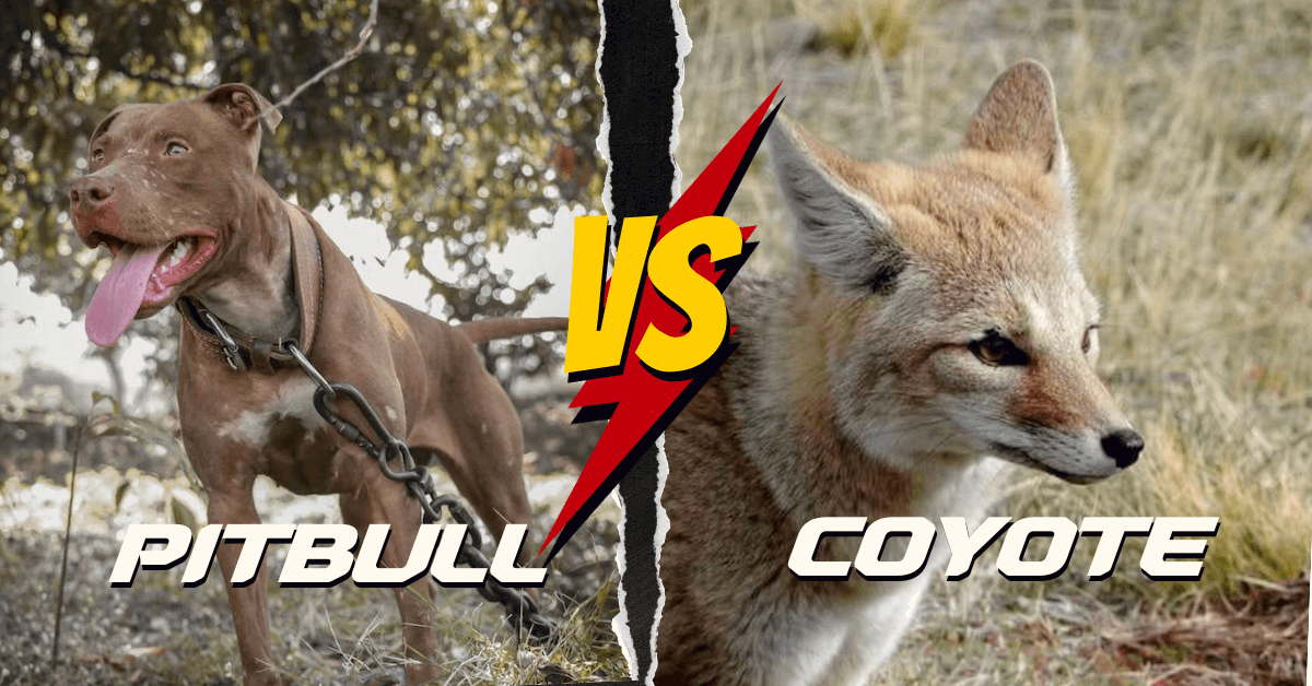 Can A Pitbull Kill A Coyote