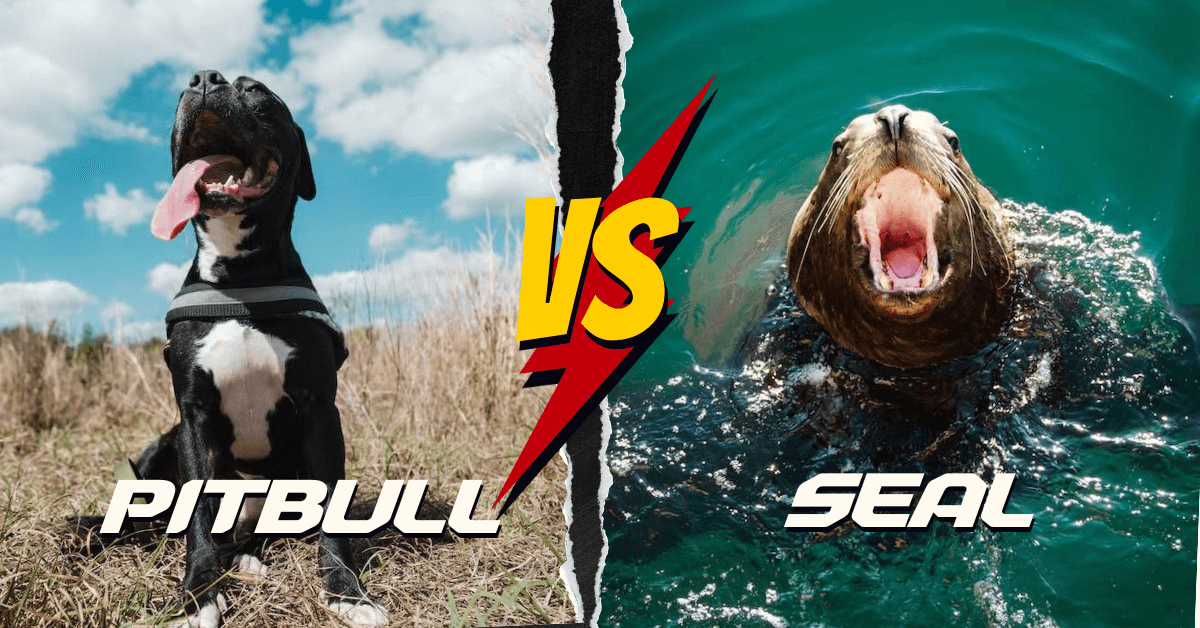 Pitbull vs Seal