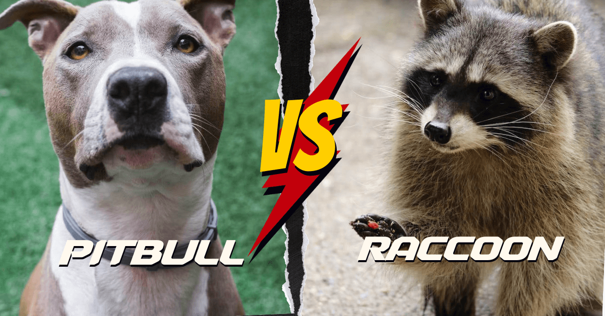 Pitbull vs Raccoon: