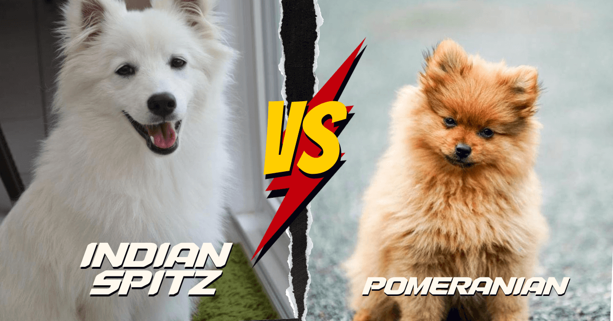 Indian Spitz vs Pomeranian