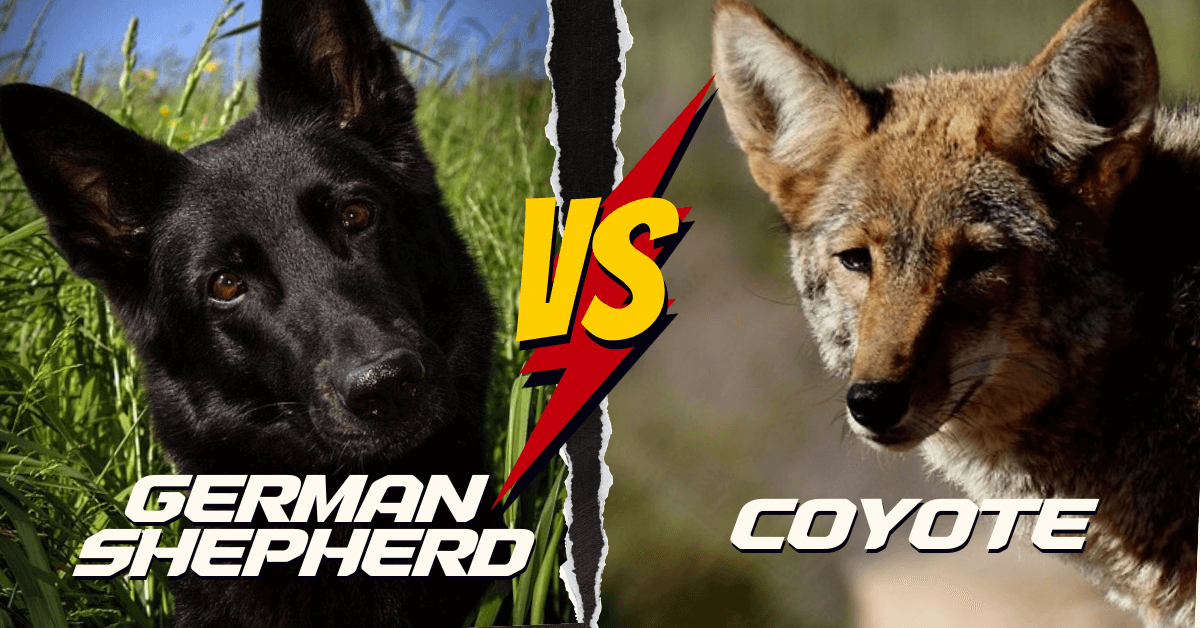 Can A German Shepherd Kill A Coyote