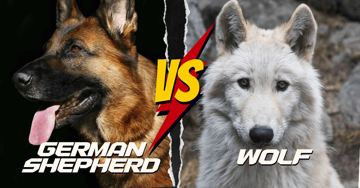 Can A German Shepherd Kill A Wolf
