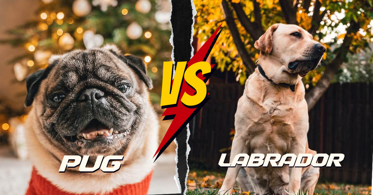 Pug vs Labrador