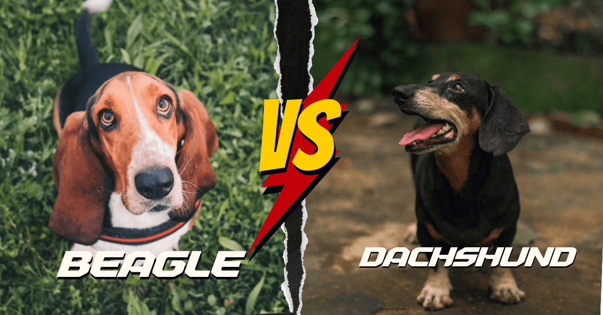 Beagle vs Dachshund
