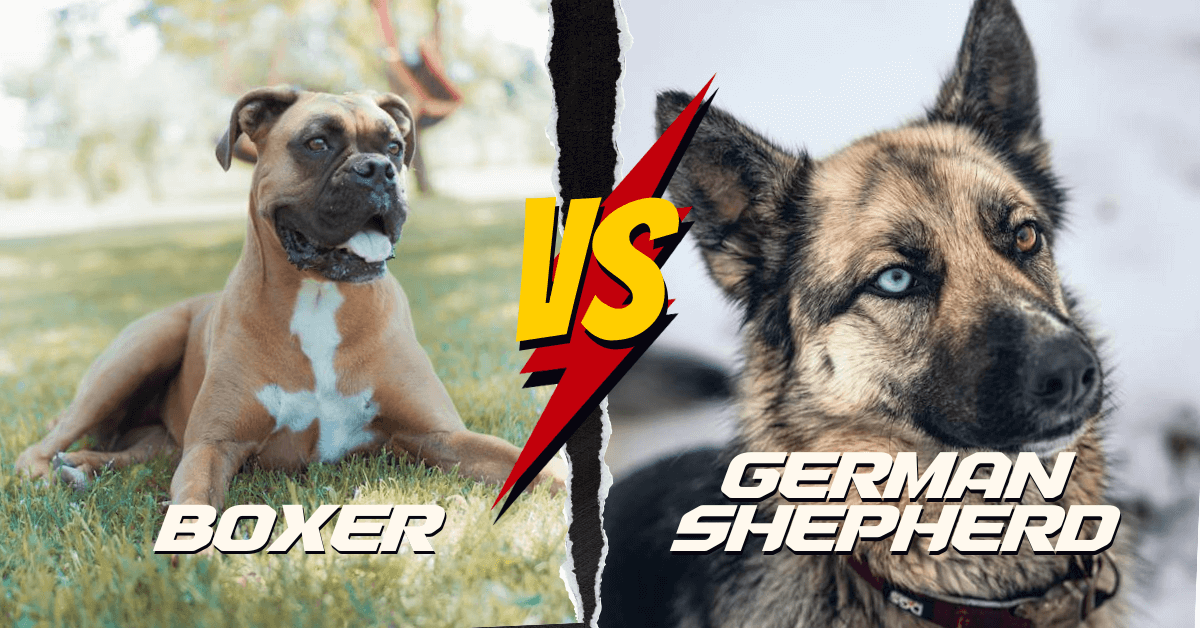 Boxer vs German Shepherd