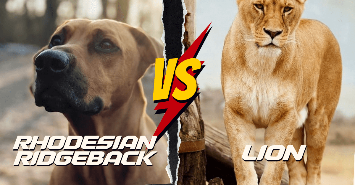 Rhodesian Ridgeback vs Lion