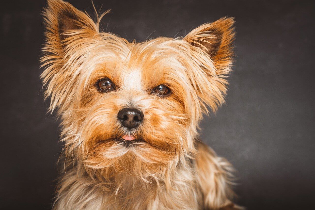 Why Yorkies Are The Worst Dogs
