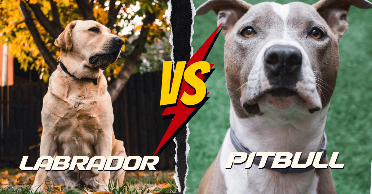 Labrador vs Pitbull
