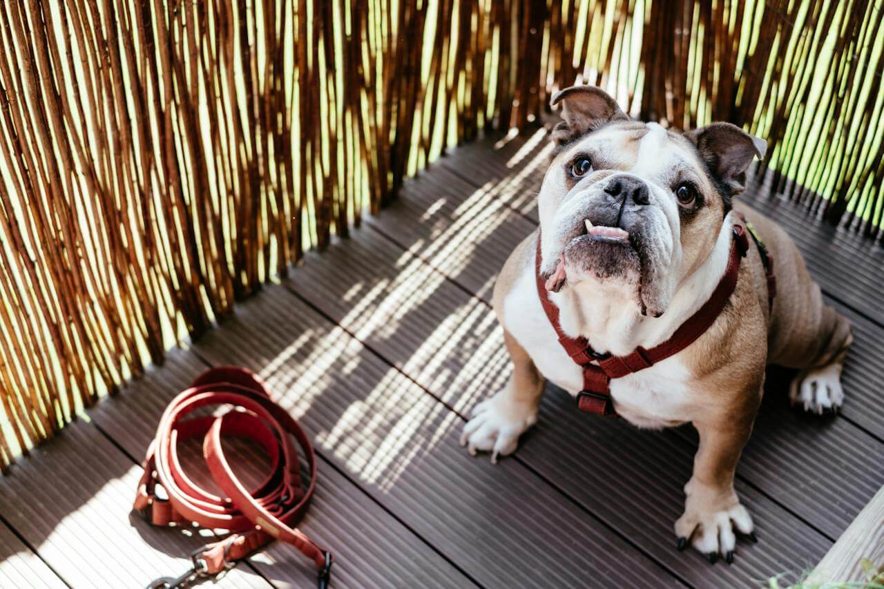Why English Bulldogs Are The Worst Dogs