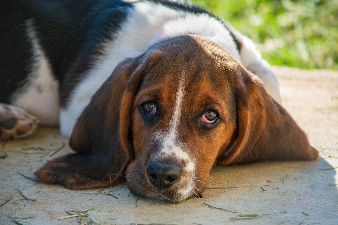 Why Basset Hounds Are The Worst Dogs