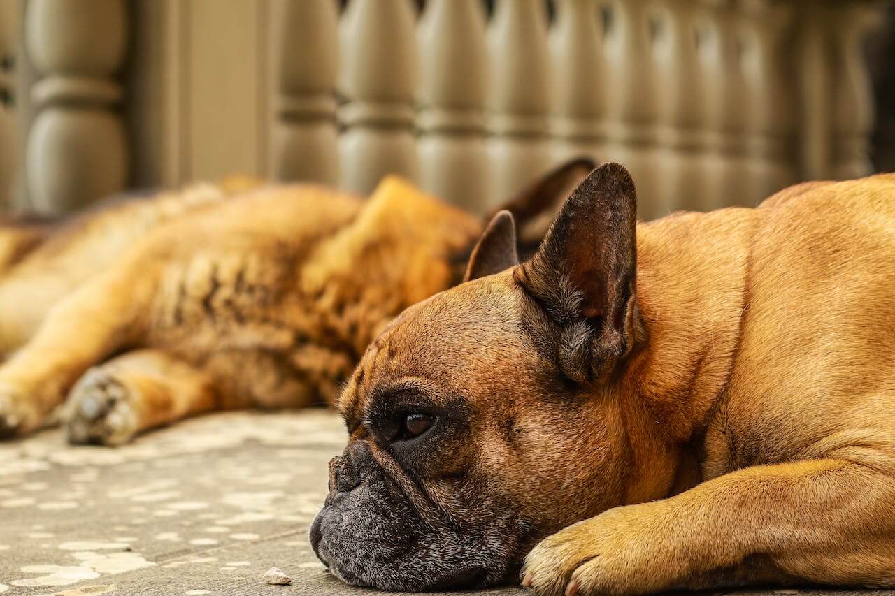 Why French Bulldogs Are The Worst Dogs