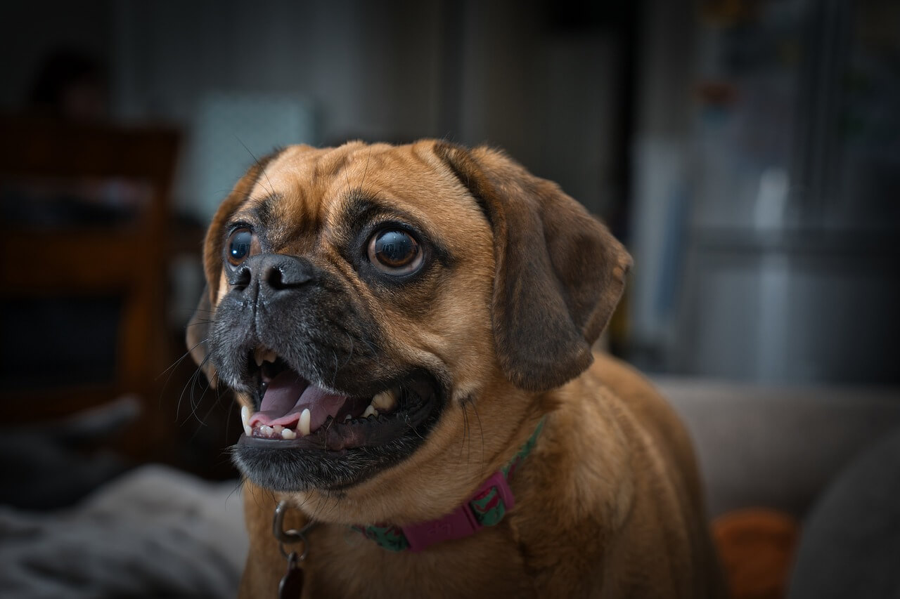 Why Puggles Are The Worst Dogs