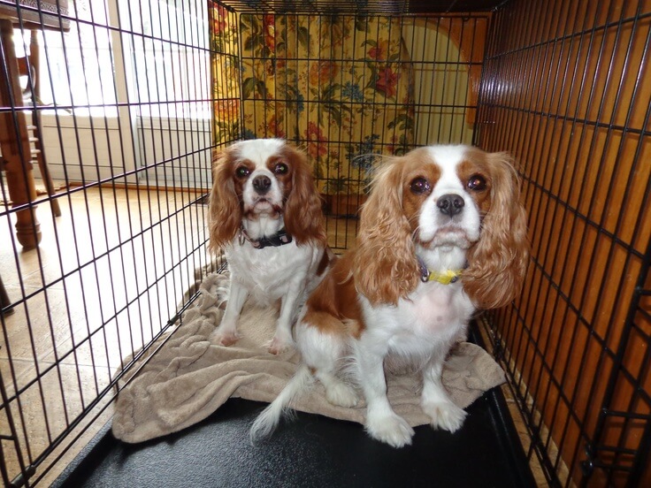 Can You Put A Cavalier King Charles Spaniel In A Crate