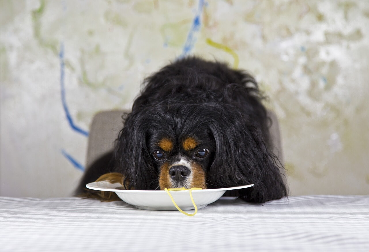 How Much Should i Feed My Cavalier King Charles Spaniel